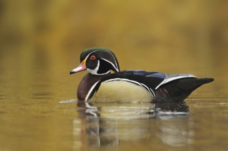 Wood Duck (Aix sponsa) male, British Columbia, Canada