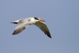 Caspian Tern (Hydroprogne caspia) flying, Oman