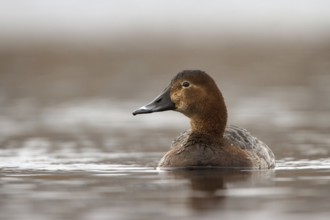 Common Pochard (Aythya ferina) female, Utrecht, Netherlands