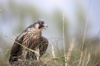 Peregrine Falcon (Falco peregrinus) juvenile, Madrid, Spain