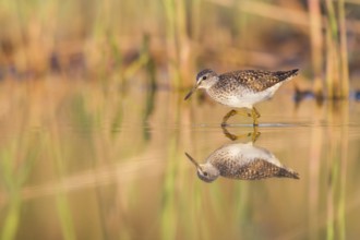 Wood Sandpiper (Tringa glareola) foraging, Poland