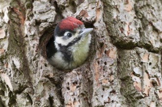 Great Spotted Woodpecker (Dendrocopos major) juvenile in breeding cavity, North Holland,