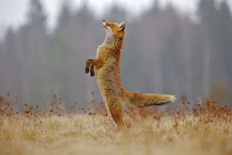 Red Fox hunting, Vulpes vulpes, wildlife scene from Europe. Orange fur coat animal in the nature
