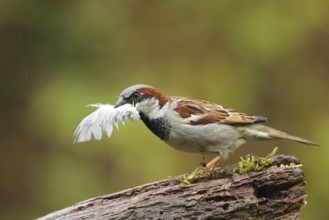 House Sparrow (Passer domesticus) male with feather in beak, Lower Saxony, Germany