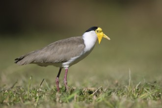 Masked Lapwing (Vanellus miles miles), Queensland, Australia