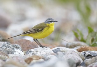 Western Yellow Wagtail (Motacilla flava), Mecklenburg-Western Pomerania, Germany