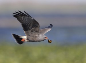 Snail Kite (Rostrhamus sociabilis) male flying with snail in its beak, Florida, USA