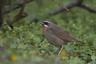 Siberian Rubythroat (Calliope calliope) male, Netherlands