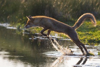Red Fox (Vulpes vulpes) jumping and hunting in pond, Netherlands