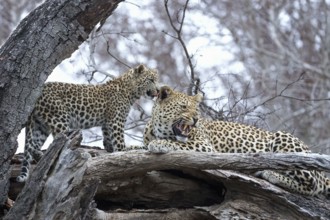 Leopard (Panthera pardus) adult with cub lying on a tree, Sabi Sands, South Africa