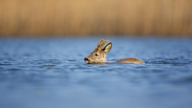 Western Roe Deer (Capreolus capreolus) buck swimming, Saxony-Anhalt, Germany