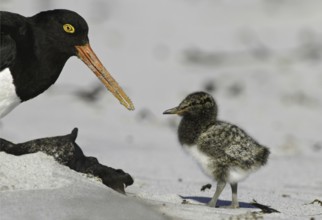 Magellanic Oystercatcher (Haematopus leucopodus) chick, Falkland Islands
