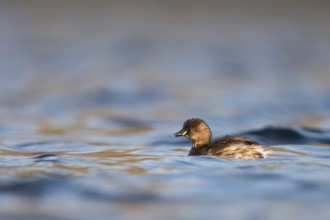 Little Grebe (Tachybaptus ruficollis), North Rhine-Westphalia, Germany