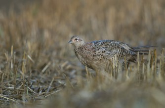 Common Pheasant (Phasianus colchicus) female on field, North Rhine-Westphalia, Germany