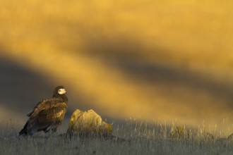 Egyptian Vulture (Neophron percnopterus), Castile-La Mancha, Spain