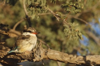 Striped Kingfisher (Halcyon chelicuti), Northern Cape, South Africa