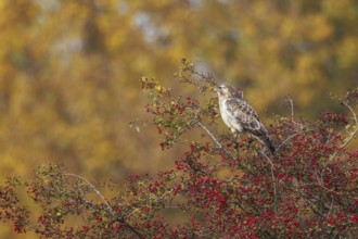 Common Buzzard (Buteo buteo) perched on a bush, North Rhine-Westphalia, Germany