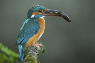 Common Kingfisher (Alcedo atthis) female perched on a branch with a fish in its beak, Lower Saxony,