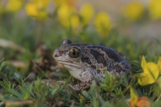 Knoblauchkröte (Pelobates fuscus) Common Spadefoot