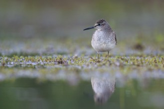 Wood Sandpiper (Tringa glareola) foraging, North Rhine-Westphalia, Germany