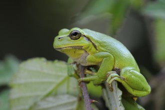 European Tree Frog (Hyla arborea) perchend on leaf, North Rhine-Westphalia, Germany