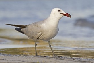 Audouin's Gull (Ichthyaetus audouinii), Mallorca, Spain