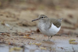 Common Sandpiper (Actitis hypoleucos) foraging, North Rhine-Westphalia, Germany