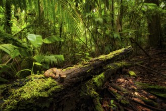 Hog-nosed rainforest pit viper (Porthidium nasutum) in the La Selva Biological Reserve