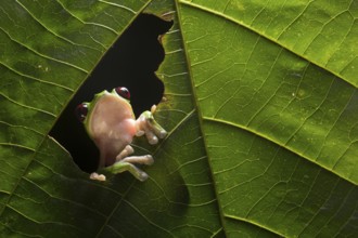 A Gliding Leaf Frog (Agalychnis spurrelli) in a rainforest at night in Ecuador