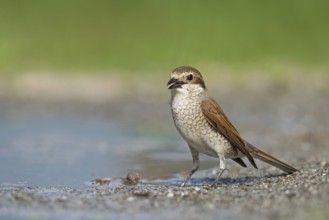 Red-backed Shrike (Lanius collurio) female near waterhole, Aosta Valley, Italy