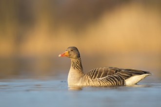 Greylag Goose (Anser anser), Rhineland-Palatinate, Germany