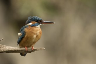 Ijsvogel, Kingfisher, Alcedo atthis ispida