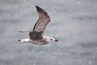 Great Black-backed Gull (Larus marinus) juvenile flying, North Sea, Germany