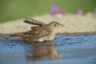 Common Nightingale (Luscinia megarhynchos) bathing in waterhole, Aosta Valley, Italy