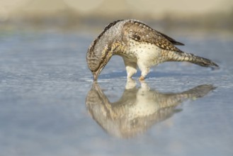 Eurasian Wryneck (Jynx torquilla) drinking at water hole, Aosta Valley, Italy