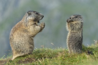 Alpine Marmot (Marmota marmota) adult with young, High Tauern National Park, Carinthia, Austria
