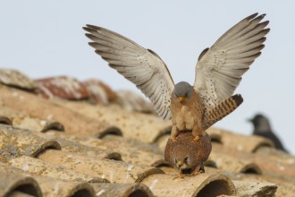 Lesser Kestrel (Falco naumanni), pair mating, Castile-La Mancha