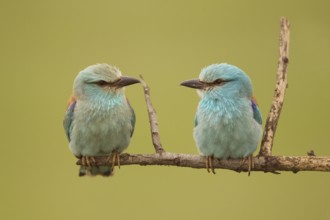 European Roller (Coracias garrulus) pair perched on a branch, Serbia