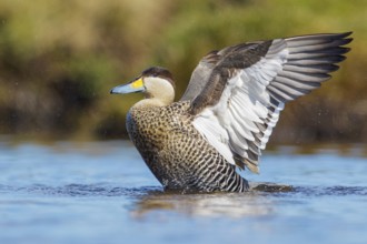 Silver Teal (Anas versicolor) swimming on a small pond in the Falkland Islands