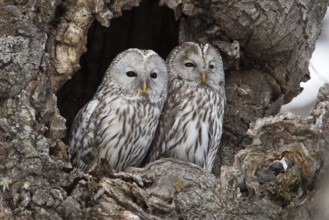 Ural Owl (Strix uralensis japonica), Hokkaido, Japan