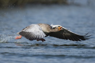 Greylag Goose (Anser anser) flying, Lower Saxony, Germany