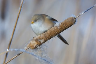 Bearded Reedling (Panurus biarmicus) female feeding on cattail seed, Thuringia, Germany