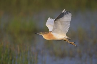 Squacco Heron (Ardeola ralloides) flying, Greece
