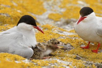 Arctic Tern (Sterna paradisaea) pair feeds chick, Farne Islands, United Kingdom