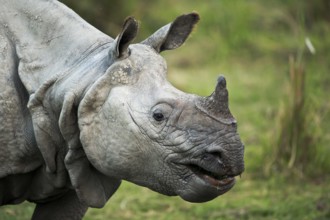 Indian Rhinoceros (Rhinoceros unicornis) portrait, Kaziranga National Park, India