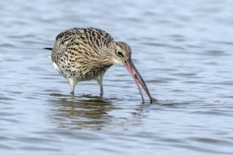 GroÃŸer Brachvogel mit erbeutetem Seeringelwurm