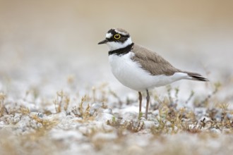 Little Ringed Plover (Charadrius dubius), Saxony-Anhalt, Germany
