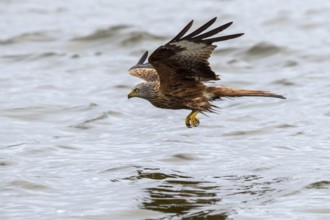 Red Kite (Milvus milvus) hunting, Mecklenburg-Western Pomerania, Germany