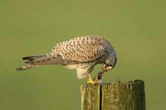 Torenvalk eet muis; Common Kestrel eating a mouse;