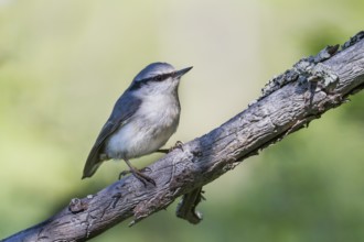Asian Nuthatch - Kleiber - Sitta europaea ssp. asiatica, Kazakhstan, adult